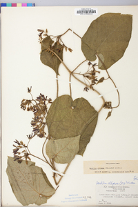 Matelea obliqua image