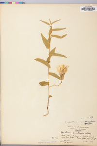 Calystegia spithamaea var. pubescens image