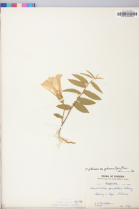 Calystegia spithamaea var. pubescens image