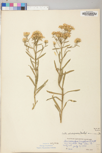 Aster solidagineus image