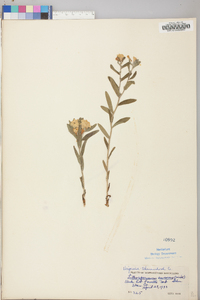 Lithospermum canescens image