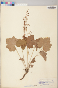 Heuchera americana image