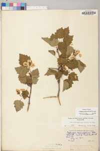 Crataegus prunifolia image