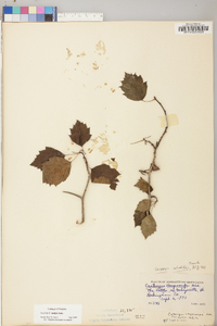 Crataegus dodgei image