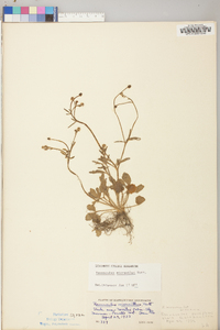 Ranunculus micranthus image