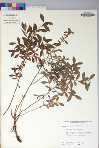 Vaccinium tenellum image