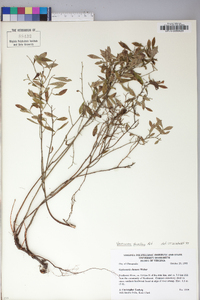 Vaccinium tenellum image