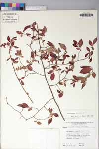 Vaccinium fuscatum image