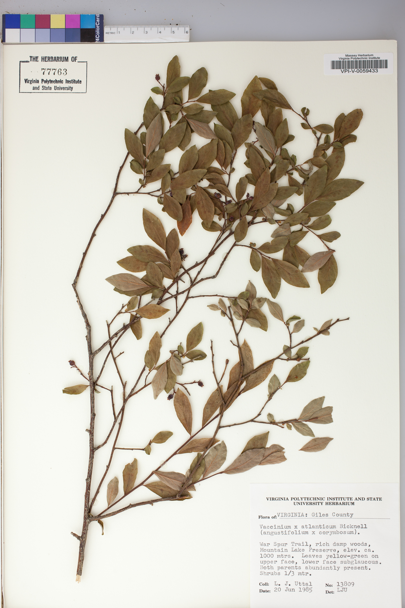 Vaccinium atlanticum image