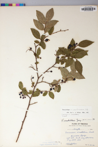 Vaccinium carolinianum image