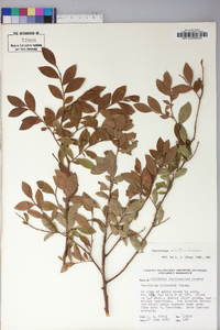 Vaccinium elliottii image