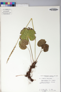 Galax urceolata image