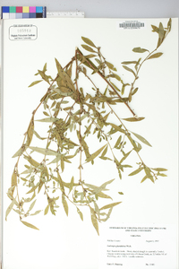 Ludwigia glandulosa image