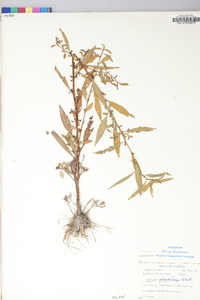 Ludwigia glandulosa image