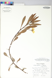 Ludwigia grandiflora image