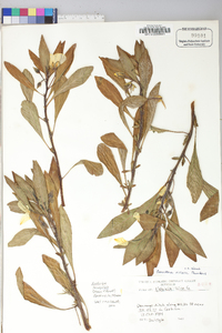 Ludwigia hexapetala image