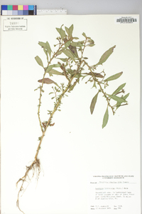 Ludwigia leptocarpa image