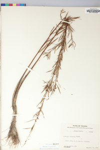 Ludwigia linearis image