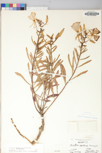 Oenothera argillicola image