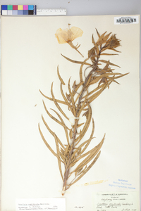 Oenothera argillicola image