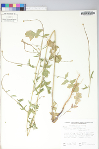 Sisymbrium officinale image