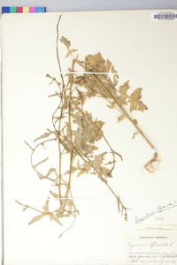 Sisymbrium officinale image