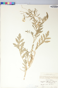 Sisymbrium officinale image