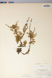 Pyxidanthera barbulata var. barbulata image