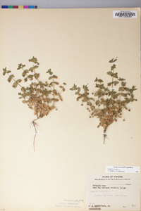 Lysimachia arvensis image