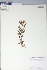 Lysimachia lanceolata image