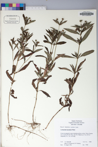 Lysimachia lanceolata image