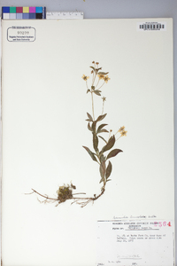 Lysimachia lanceolata image