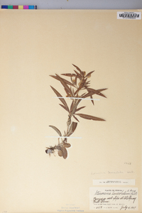 Lysimachia lanceolata image