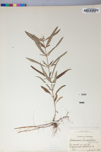 Lysimachia lanceolata image