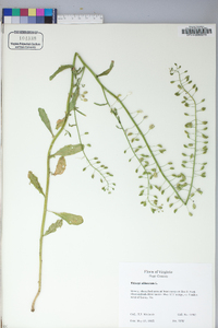 Thlaspi alliaceum image