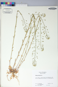 Thlaspi alliaceum image