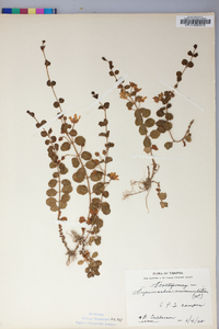 Lysimachia nummularia image