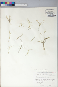 Ceratophyllum demersum image