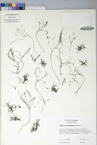 Ceratophyllum demersum image