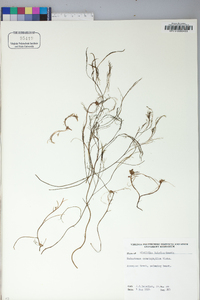 Ceratophyllum demersum image