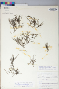 Ceratophyllum demersum image