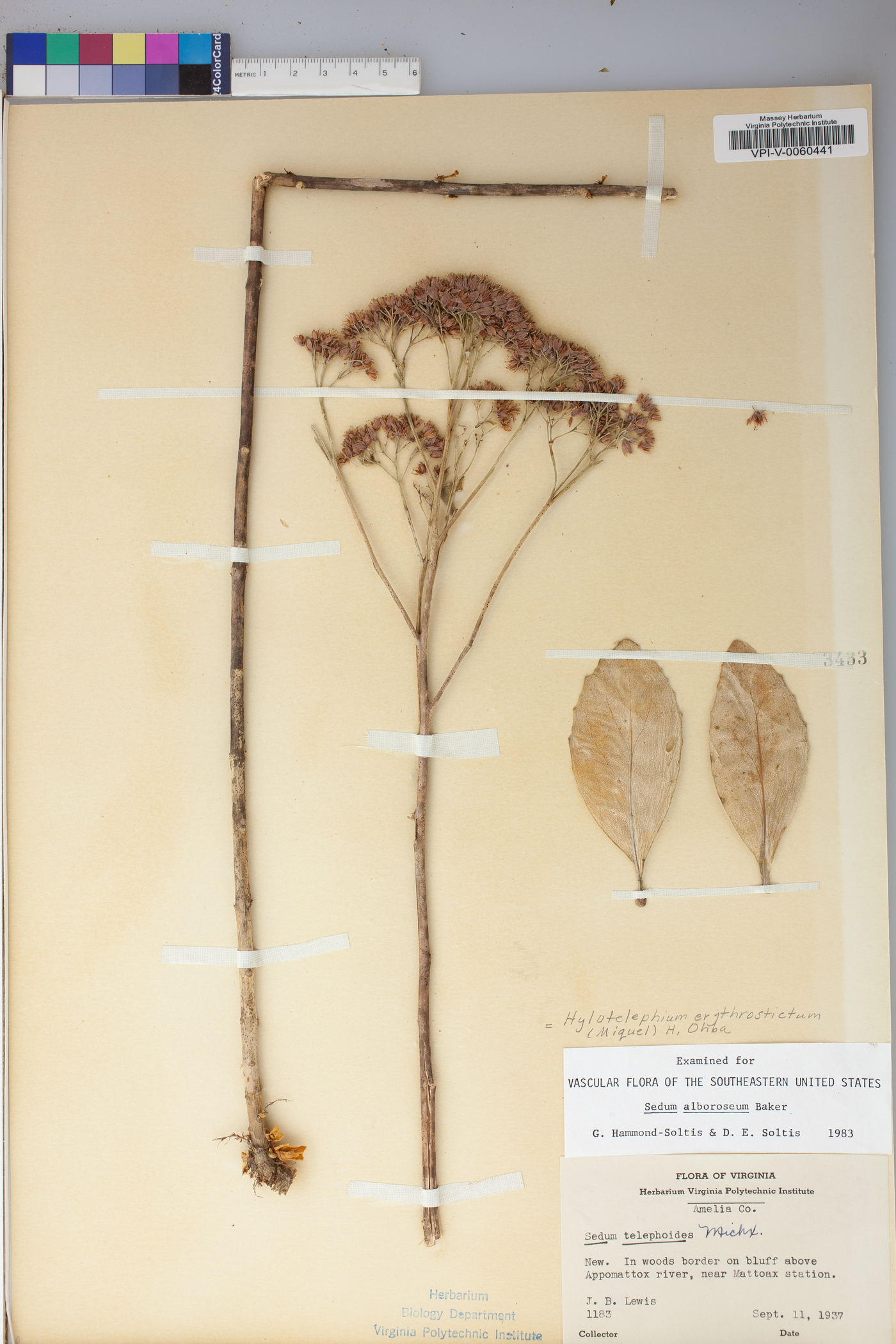 Hylotelephium erythrostictum image