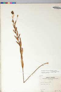 Oenothera fruticosa subsp. glauca image