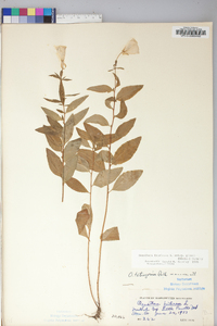 Oenothera fruticosa subsp. glauca image