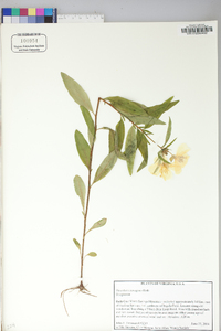 Oenothera fruticosa subsp. glauca image