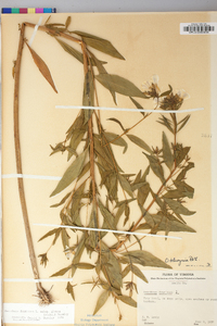 Oenothera fruticosa subsp. glauca image