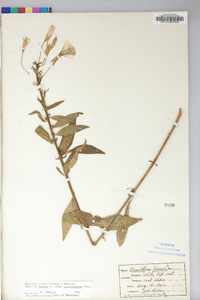 Oenothera nutans image