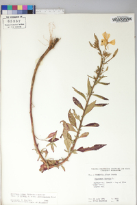 Oenothera nutans image