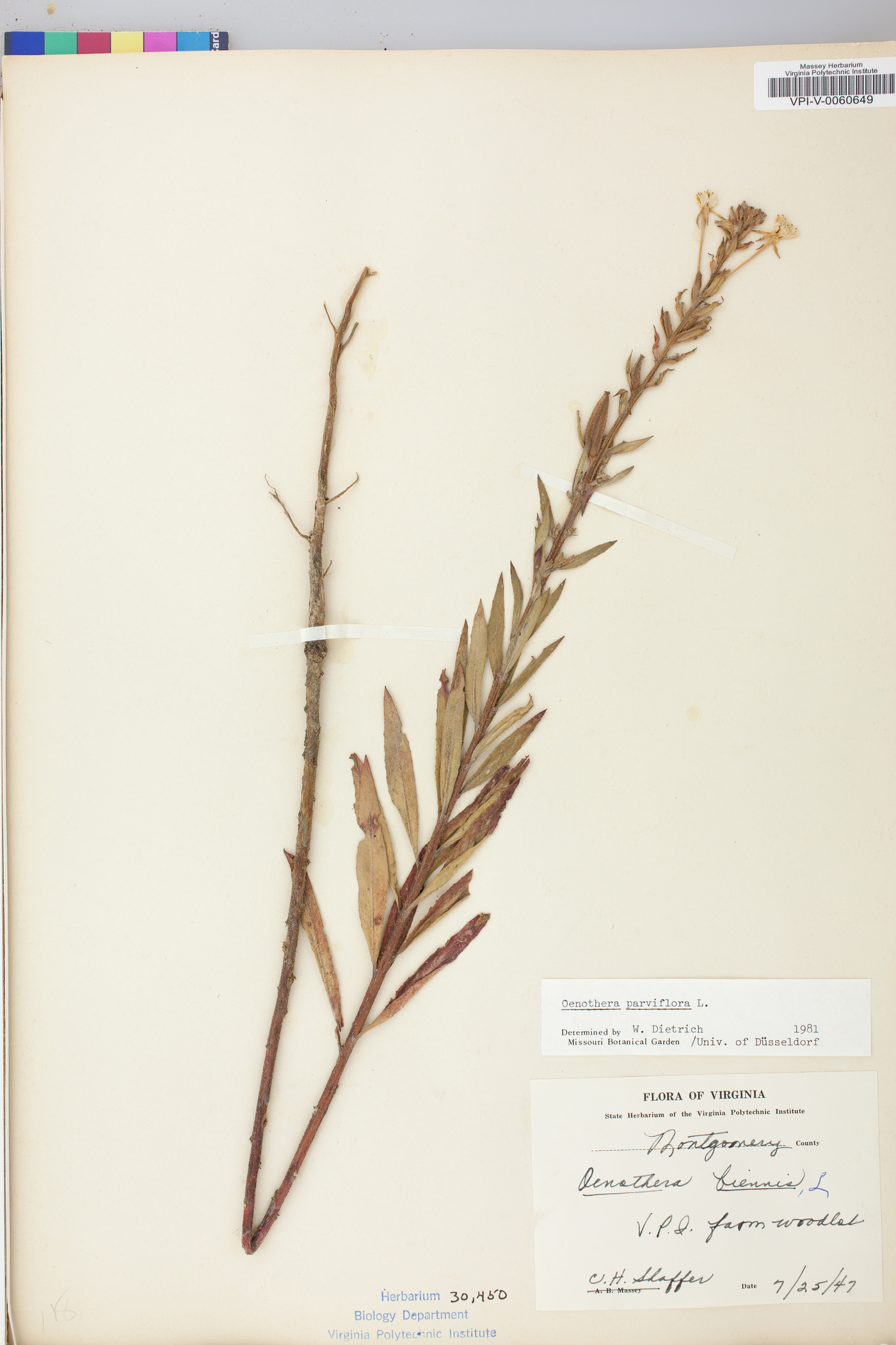 Oenothera parviflora image