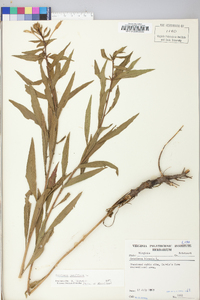 Oenothera parviflora image